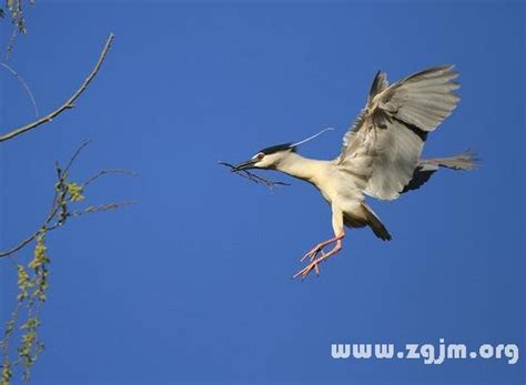 夢見鳥飛到頭上